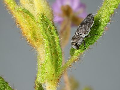 Anilara sp. Ki Ki, PL4401A, female, on Thomasia petalocalyx (for photo), SE, 6.3 × 2.5 mm